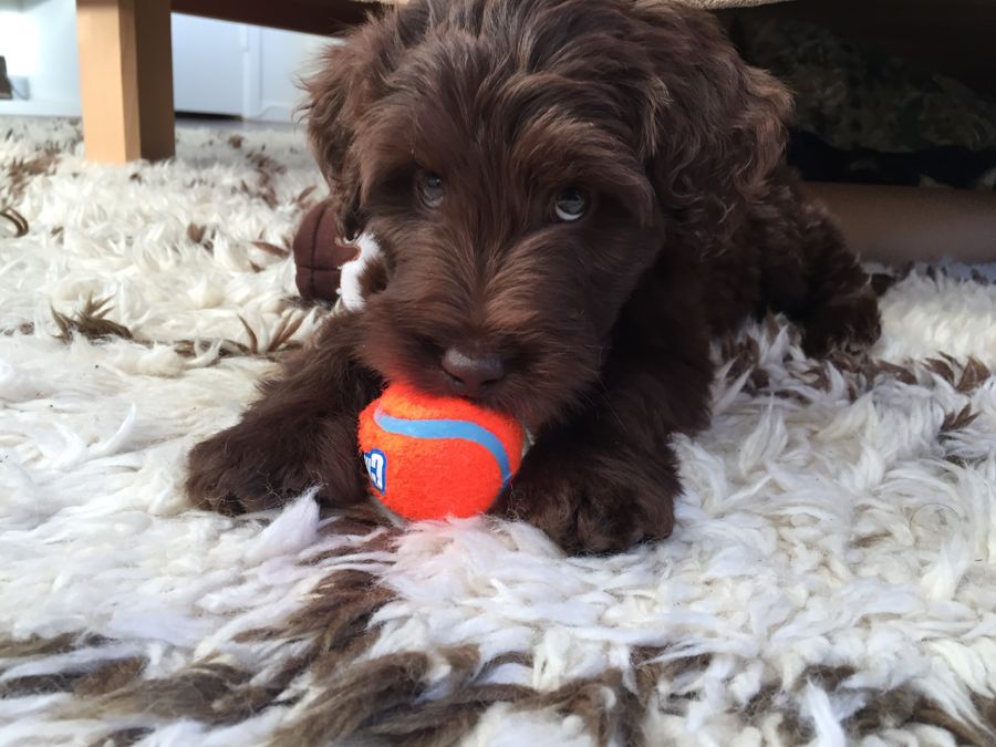 Puppy Ruvi on a fluffy rug with an orange ball